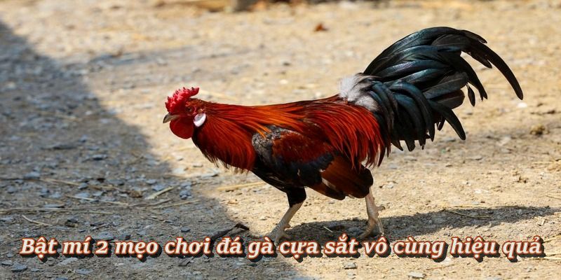 Mẹo chọn chiến kê “chuẩn bài” để đặt cược dễ thắng Mẹo chọn chiến kê “chuẩn bài” để đặt cược dễ thắng