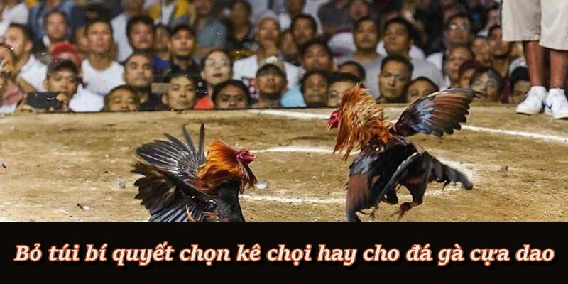 Mẹo hay để chọn chiến kê chất lượng khi chơi đá gà cựa dao Mẹo hay để chọn chiến kê chất lượng khi chơi đá gà cựa dao